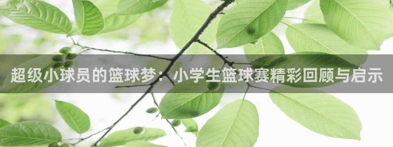 超级小球员的篮球梦：小学生篮球赛精彩回顾与启示